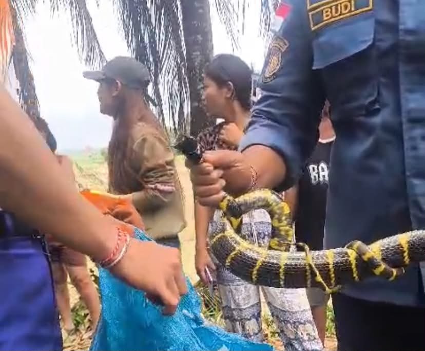 Petugas Damkar memegang ular weling hasil evakuasi di Sangkaragung