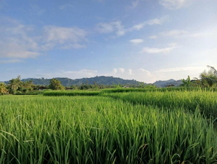 medewi pertanian