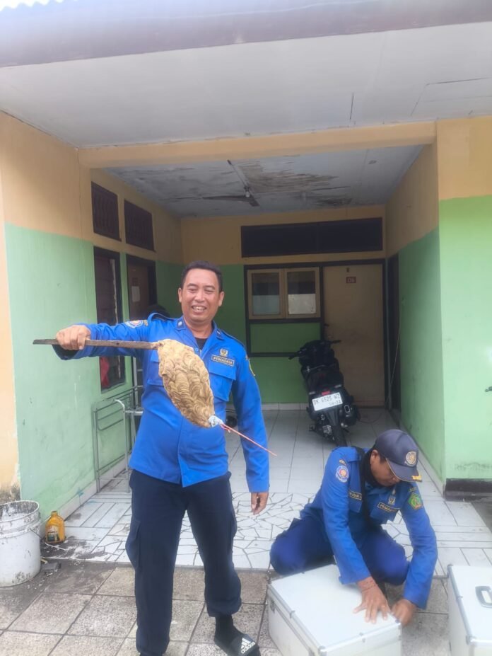 Petugas Damkar memegang sarang tawon besar hasil evakuasi di Hotel Nugraha