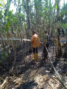 Petugas Damkar memadamkan lahan kebun yang terbakar di Melaya