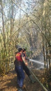 Damkar padamkan kebakaran kebun bambu di Lelateng Jembrana
