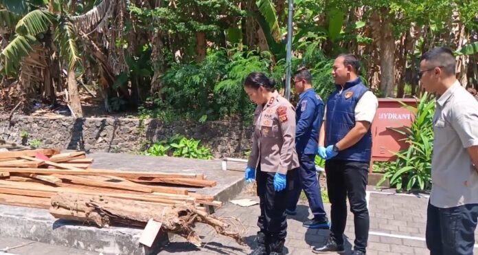 Kapolres Jembrana menunjukkan barang bukti kayu hasil tebangan liar di Mako Polres Jembrana