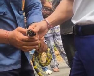 Petugas memegang kepala ular weling belang hitam kuning yang dievakuasi di Sangkaragung