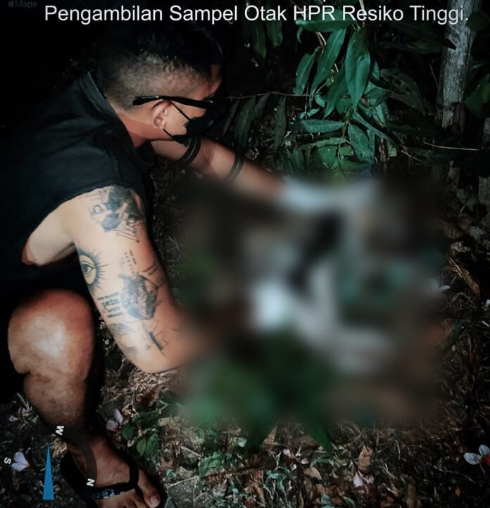 Petugas mengambil sampel otak anjing yang telah dieliminasi di Sumbersari (anjing diburamkan)